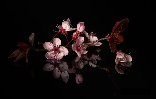 Picture leaves, branch, flowers, blooming twig