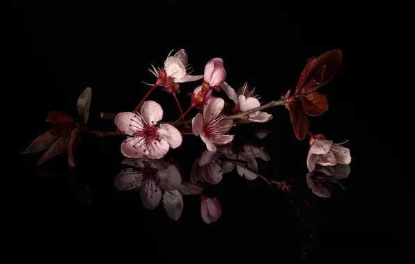 Leaves, branch, flowers, blooming twig