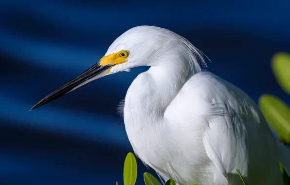 Picture white American egret, beak, bird