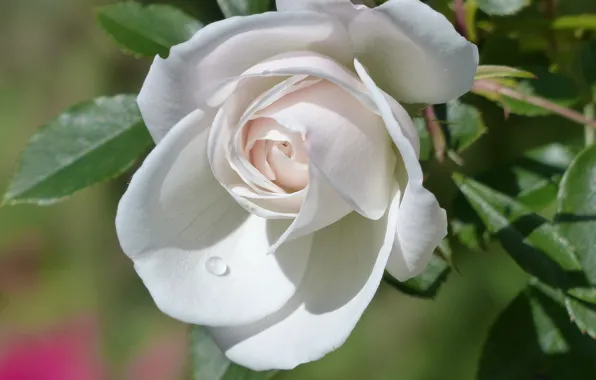 Rose, drop, petals, Bud, white rose
