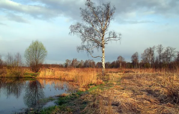 Trees, landscape, nature, pond
