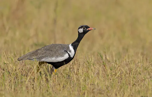 Field, nature, bird, dry grass, pockmarked, DUELL ©