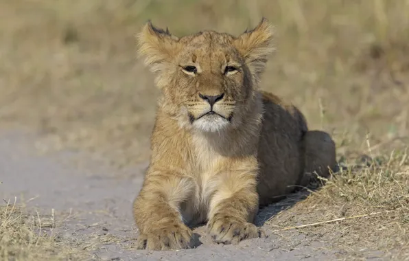 Nature, background, lioness, DUELL ©