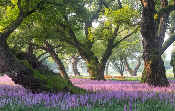Picture trees, landscape, nature, Park, vegetation, benches, flowering, South Korea