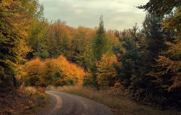 Road, autumn, forest, the sky, trees, branch, turn, ate