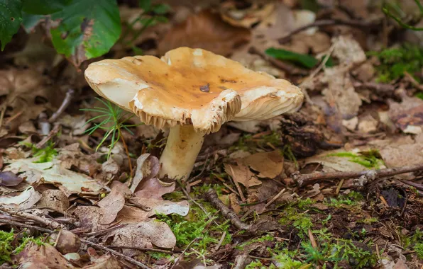 Picture forest, foliage, mushroom