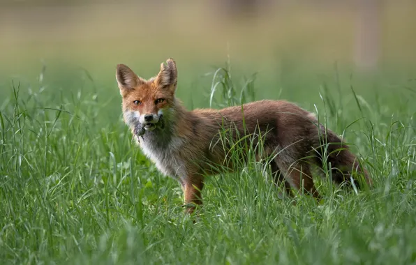 Greens, grass, look, glade, mouse, mouse, Fox, red