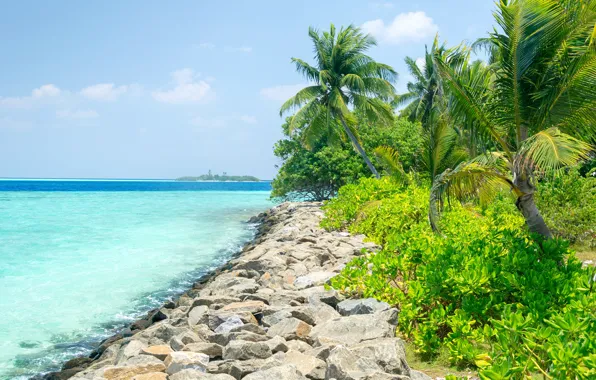 Picture sea, greens, the sky, the sun, tropics, stones, palm trees, horizon