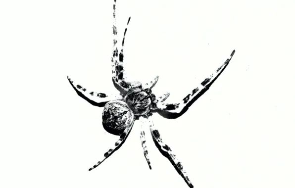 Black and white, spider, insect