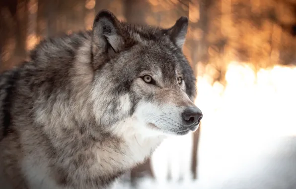 Picture nature, predator, animal, wolf, wildlife, portrait, portrait., Canis lupus. face