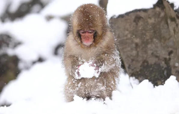 Cold, macro, snow, monkey
