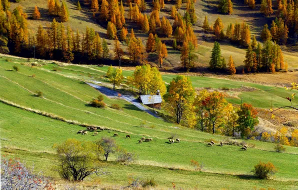 Autumn, trees, mountains, nature, house, France, sheep, Valberg
