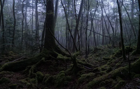 Picture trees, nature, roots, moss, Japan, Aokigahara Forest