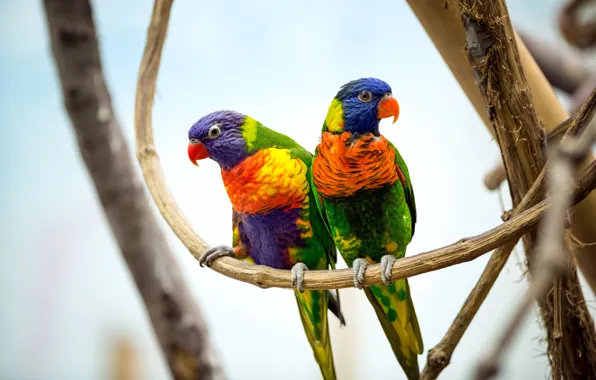 Birds, branches, pair, parrots, colorful, bokeh, multicolor lorikeet