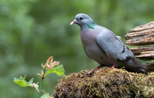 Picture nature, background, bird, moss, pigeons