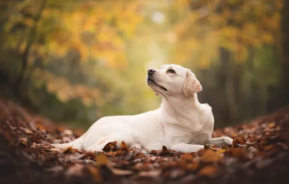 Autumn, foliage, dog, Labrador, Retriever