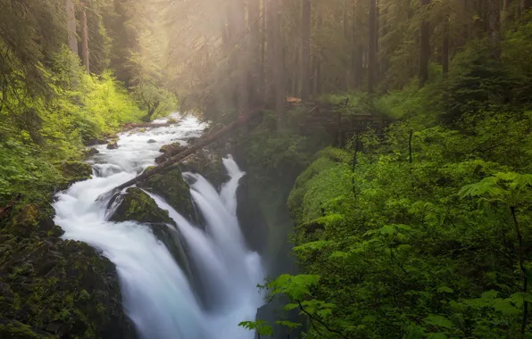 Forest, river, waterfall, Washington, Washington, Olympic National Park, Sol Duc Falls, Sol Duc River