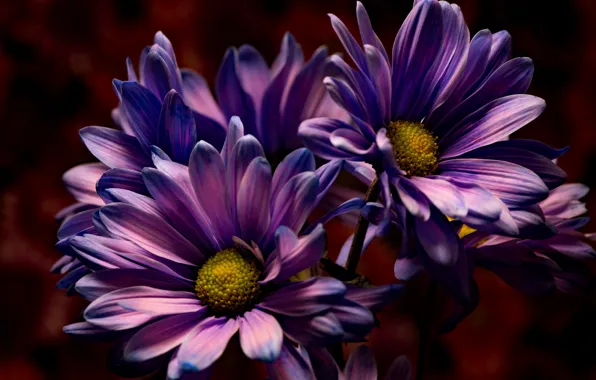 Flowers, nature, background