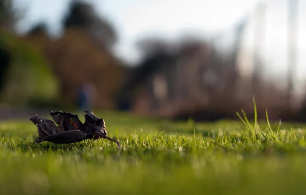 Picture greens, sheet, lawn, the fence, focus, blur, the area, weed