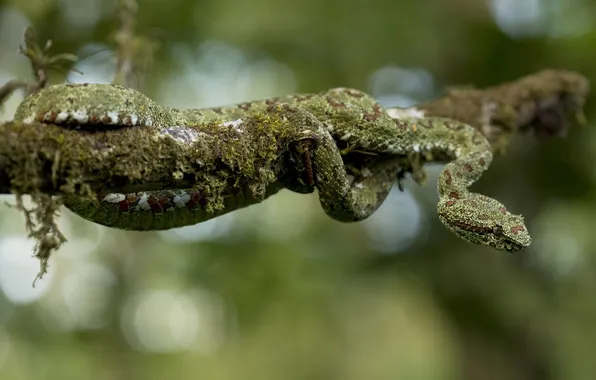Moss, snake, branch
