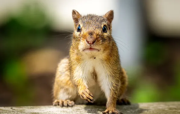 Picture Look, Mustache, Protein, Ears, Rodent, Face, Funny