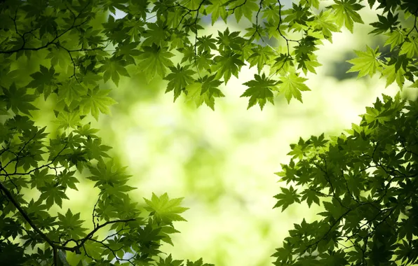 Forest, leaves, forest