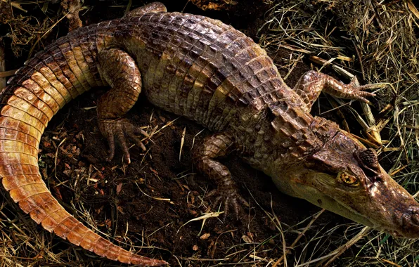 Eyes, look, face, pose, background, back, leather, crocodile