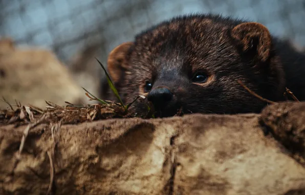 Muzzle, marten-Fisher, Ilka