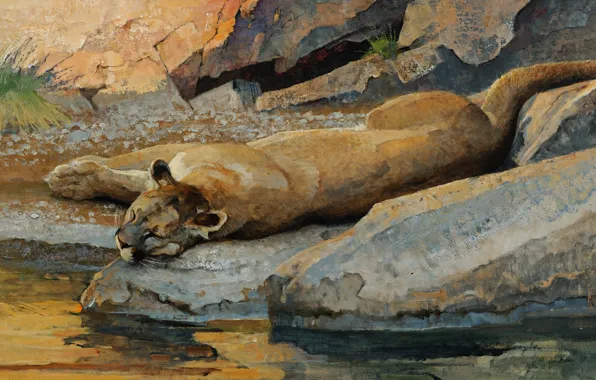 Picture cat, water, stream, stones, stay, sleep, predator, picture