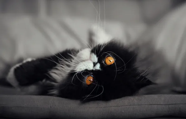 Cat, look, pose, kitty, sofa, black and white, portrait, lies