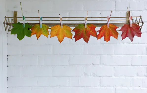 Picture autumn, leaves, clothespins