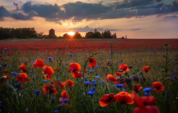 Field, summer, clouds, sunset, flowers, house, Maki, the evening
