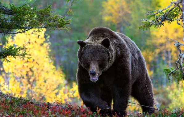 Forest, look, bear, walk, brown