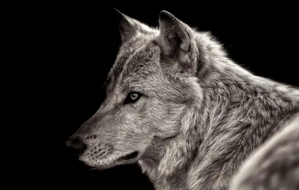 Nature, predator, animal, wolf, wildlife, portrait, portrait., Canis lupus. face