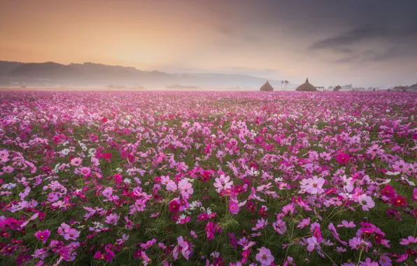 Picture field, flowers, fog, haze, pink, cosmos