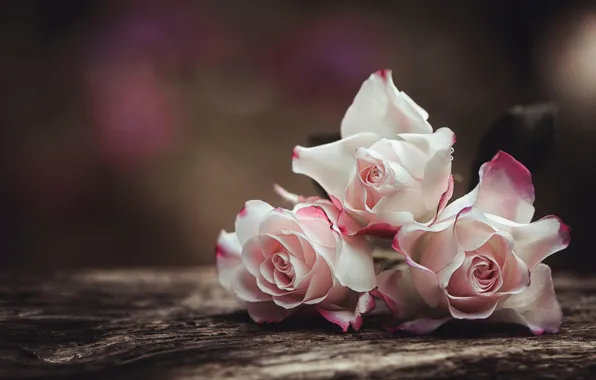 Picture macro, background, roses