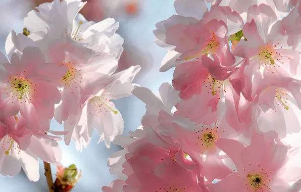 The sky, flowers, branches, cherry, beauty, spring, petals, Sakura