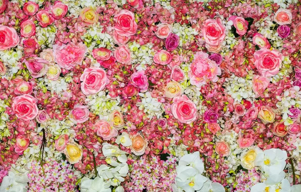 Flowers, background, roses, colorful, pink, white, white, buds