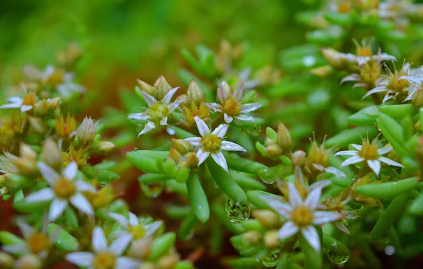 Spring, Flowers, Flowers, Spring, Rain drops, Raindrops