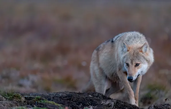 Picture look, nature, pose, grey, background, wolf, bokeh