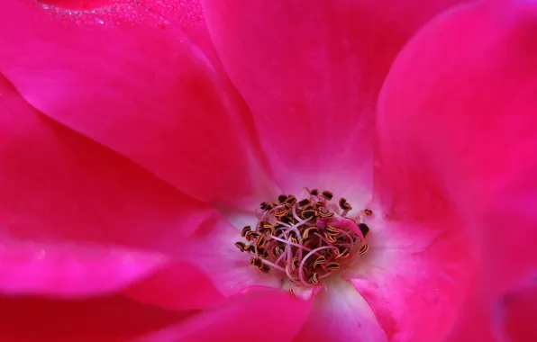 Picture flower, Wallpaper, petals, stamens