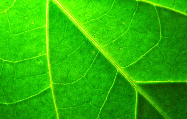 Macro, sheet, plant, green, veins