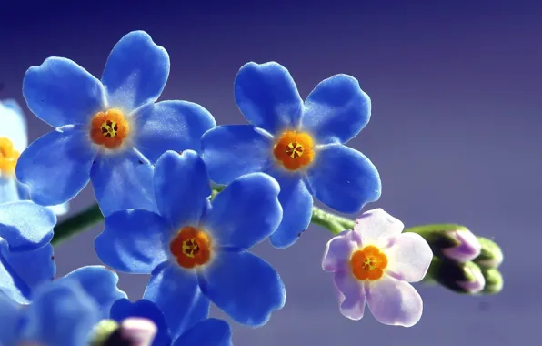 The sun, macro, light, flowers, field, blue, forget-me-nots