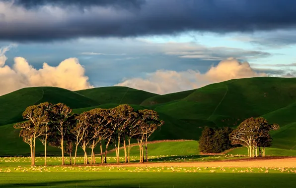 Greens, field, the sky, clouds, light, trees, mountains, clouds