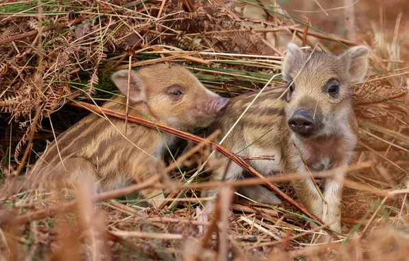 Hay, pair, straw, boar, kids, a couple, two, cubs