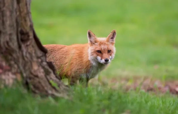 Picture greens, grass, look, trees, Fox