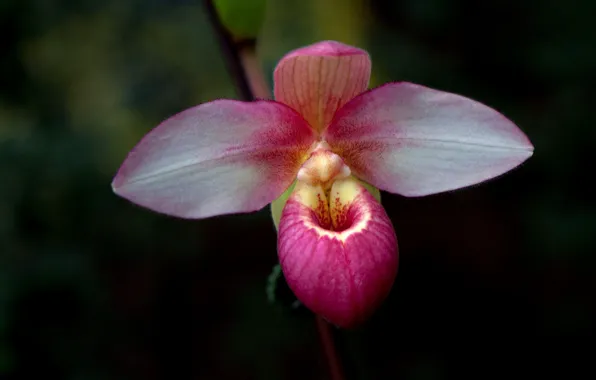 Macro, petals, Orchid