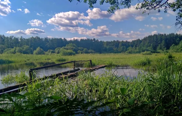Forest, the sky, clouds, landscape, nature, view, beautiful, river