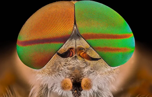 Macro, insect close-up, the horsefly