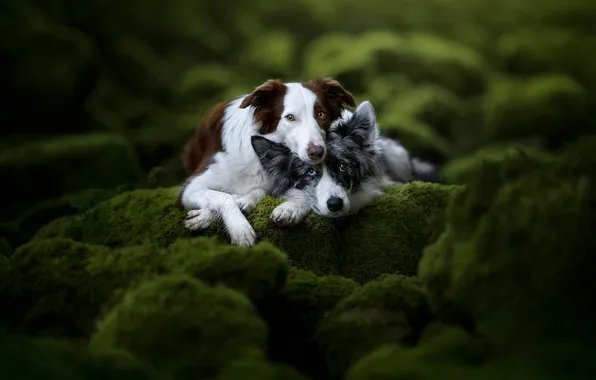 Greens, dogs, look, nature, pose, stones, together, moss